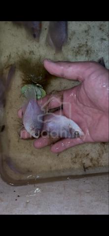 pepper kaloi gourami - photo 2 of 3