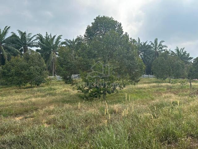 Freehold 5 acres Agricultural Land With Durian Trees at Jasin For Sale 1
