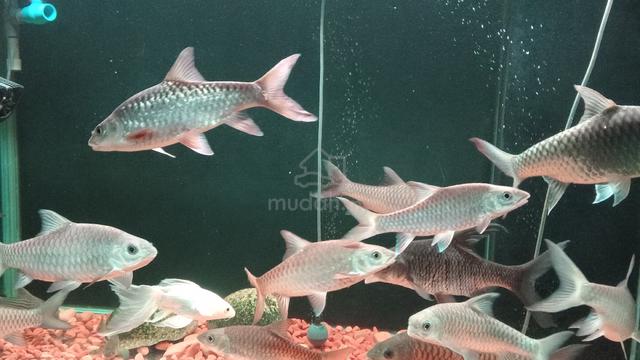 Koleksi Ikan Tempatan  - photo 6 of 6