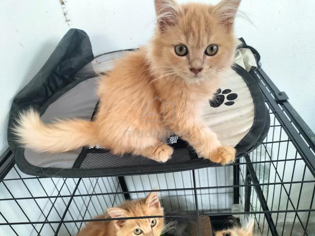 Anak Kucing 4 Bulan - photo 2 of 6