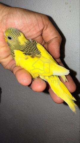Carousel Image