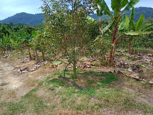 Ladang Durian Eksklusif Untuk Dimiliki 3