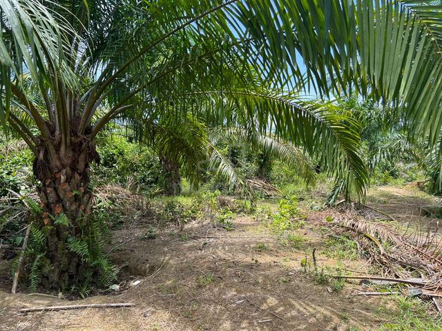 Kebun Sawit Di Kuala Kangsar Untuk Dijual 1