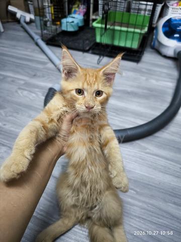 Anak kucing Mainecoon(purebred non cert) - photo 2 of 5