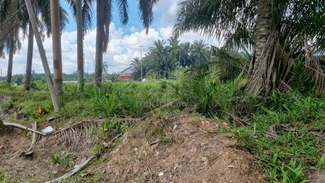 Tanah sawit di Bestari Jaya untuk dijual segera 1