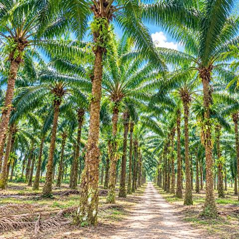 KULAI, ULU CHOH 5 ACRES FREEHOLD Agriculture Land FOR SALE 1