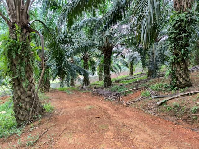 1.6 acres Agri Land, Linggi, Port Dickson N. Sembilan 1