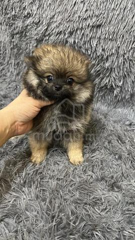 Pure Breed Brown Sable Pomeranian (F) 纯种棕褐色博美 女生 - photo 5 of 5