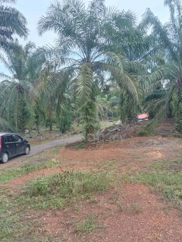 Tanah Pekan Nenas 3.2 Ekar Leasehold Malay Rezab Kebun Sawit 1