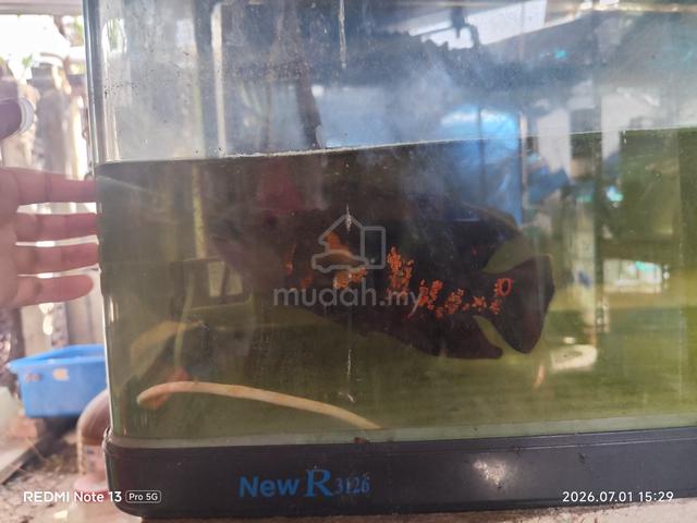 Carousel Image