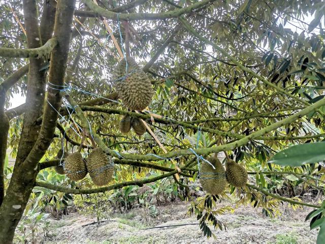 For sale freehold Premium Durian Orchard Land Karak Pahang 1