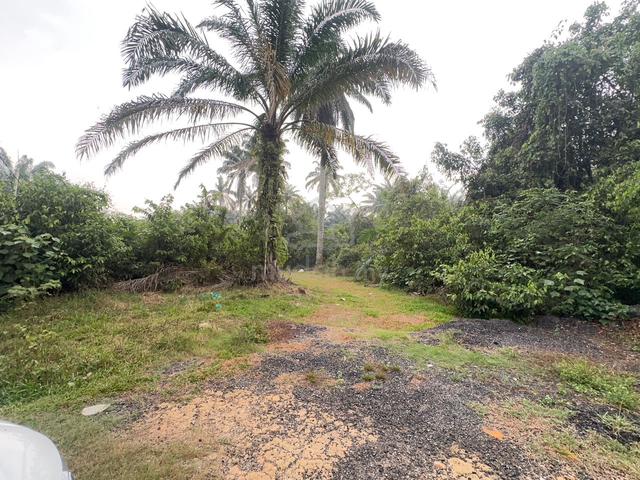 Tanah pertanian murah 1