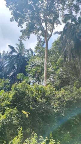 UNTUK DIJUAL Tanah Lot Pertanian Area Juasseh Kuala Pilah NS 5