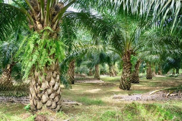 BEST BUY OiL PALM PLANTATION OF THE MID YEAR 2026 SUNGKAI PERAK 1