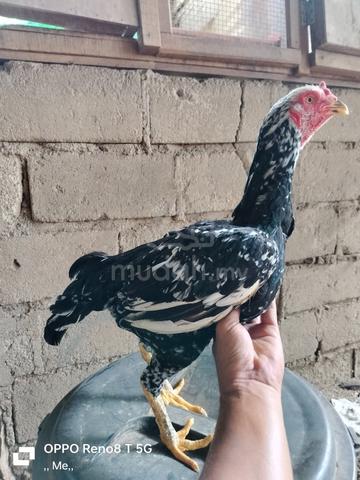Betina pakhoy - Mika farm - photo 3 of 3