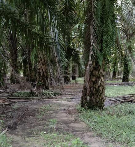 1 Acre Agro Land @ Batang Berjuntai 1