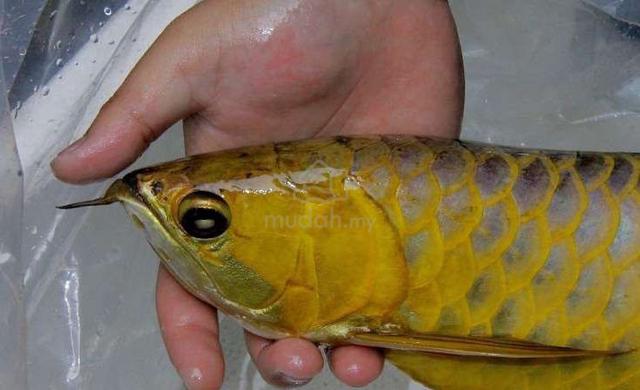 Golden crossback 12 inch -wholesale price - photo 2 of 5