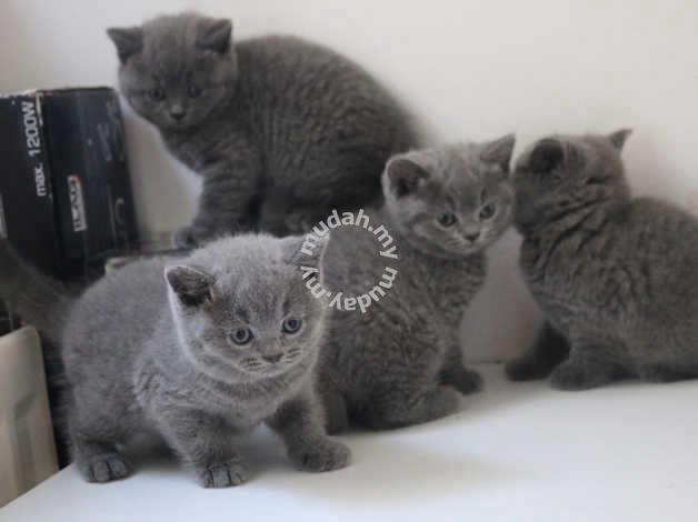 Bsh kitten hot sale