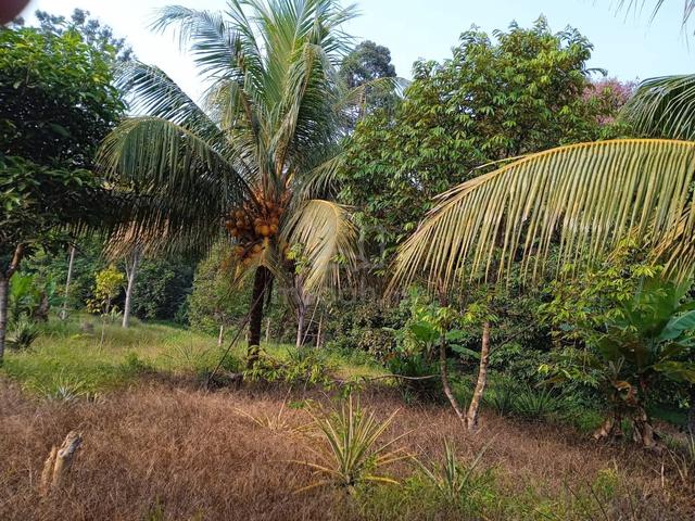 2.5 Ekar Tanah Dusun Kg Tenang Labis Johor 1