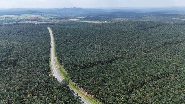 Kota Tinggi Agricultural Land For Sale 1