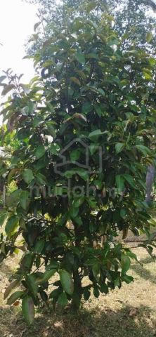 Tanah untuk DIJUAL!!! 5