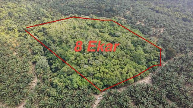 Felda Lasah 8 Ekar MURAH 1