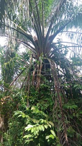 Sungai Siput ladang kelapa sawit 5 ekar 1