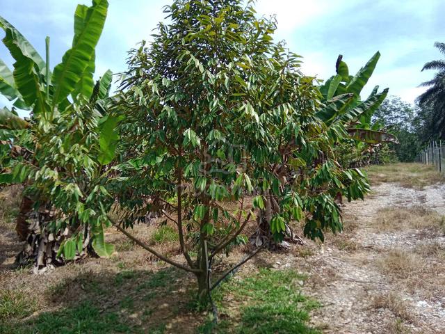 Ladang Durian Eksklusif Untuk Dimiliki 1