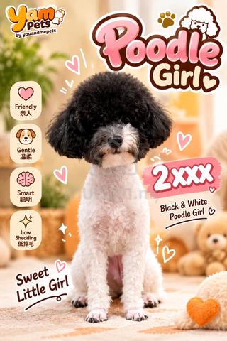 Black And White Poodle (Female) - photo 2 of 2