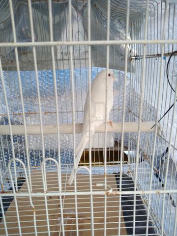 Carousel Image