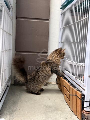 Kucing Tabby kaki pendek - photo 5 of 5