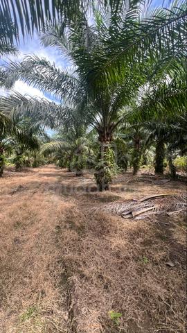 Tanah pertanian untuk dijual 1