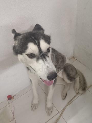 husky Free adoption  - photo 3 of 4