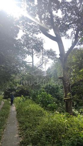 LOKASI STRATEGIK🤩DUSUN & AIR TERJUN✅Tanah Kg Relau, Bndr Baharu 2