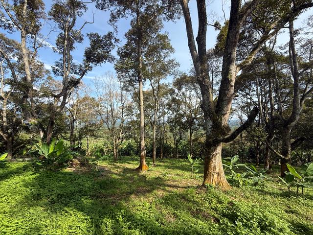 Cheap Agricultural Land for Sale at Mantin Negeri Sembilan 1