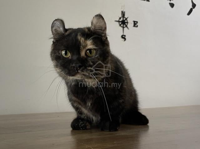 Munchkin Supershort (Female) - photo 2 of 6