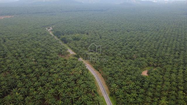 352 Acres Bukit Selambau Kedah 1