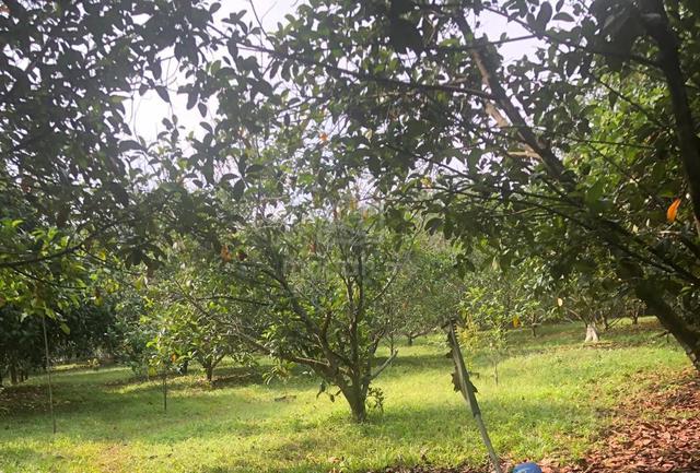 Tanah Pertanian Kebun Cempedak di Selandar Alor Gajah 1