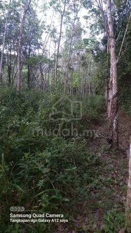 Tanah Kebun Getah di Pasir Mas Kelantan 1