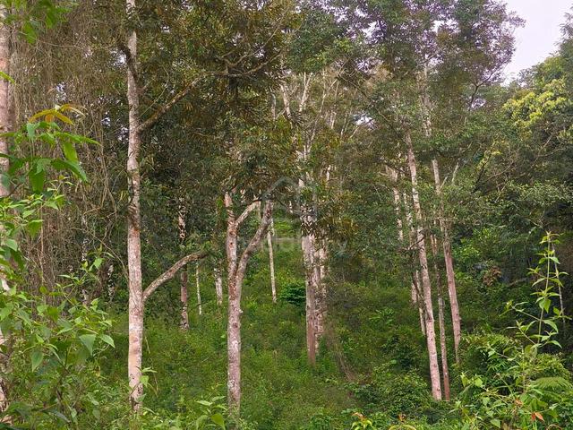 Dusun Durian 1.0 Ekar Pantai ( Semua sudah Mengeluar Hasil ) 1
