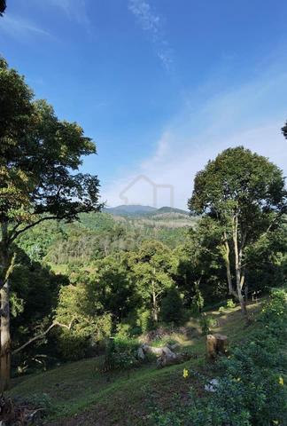 Nice durian farm in jelebu titi for sale 4