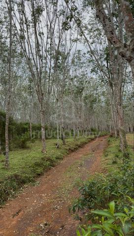 tanah getah 3