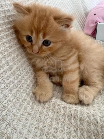 Carousel Image Selected
