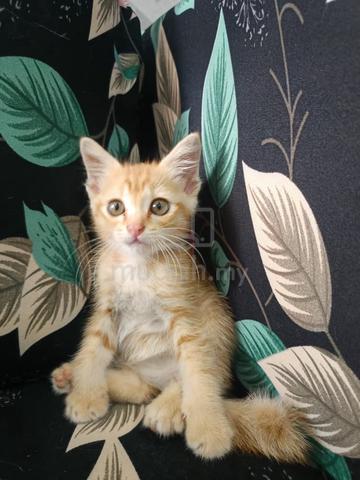 Carousel Image Selected
