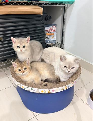 British Shorthair (BSH) - photo 2 of 3