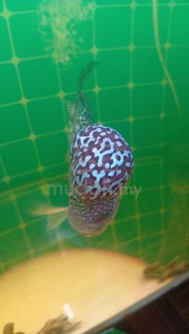Full face pearl - photo 6 of 6