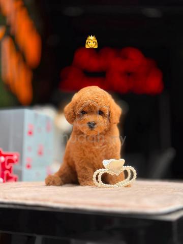 Carousel Image Selected