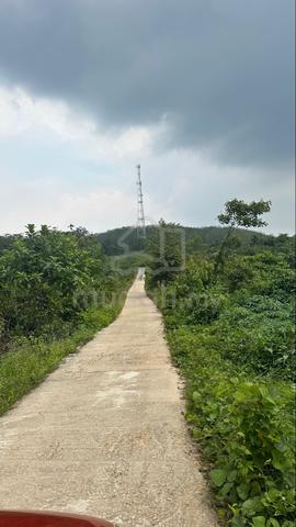 tanah sawit 1