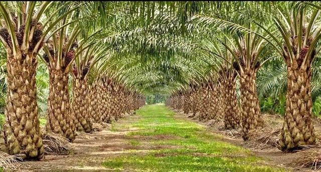 CHEAP!!! Palm Oil Land For Sale. 1
