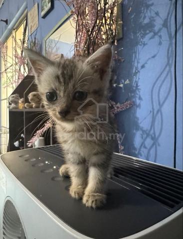 Bsh Tabby Mix American Curl Kitten Pets For Sale In Kuching Sarawak